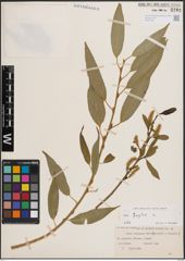 Foto von Salix fragilis L.